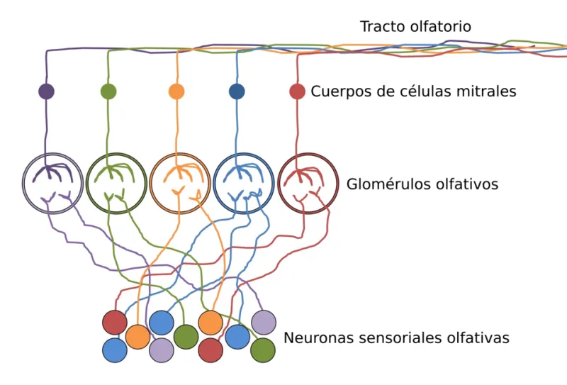 Ghost Hits: The Neuroscience of Why Your All-Day Vape Stopped Tasting Like Anything